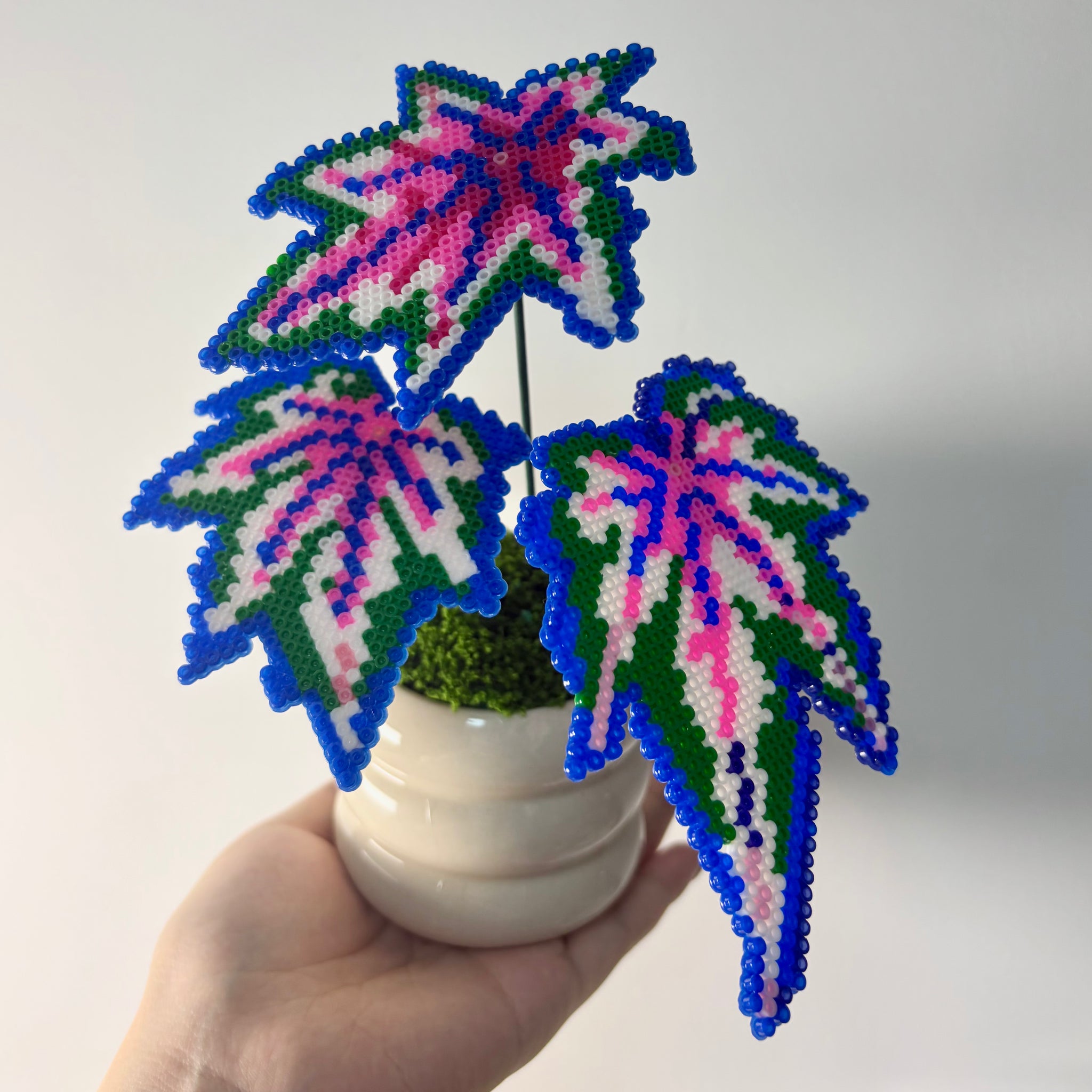 Creait Robert Gordon Begonia Pixel Plant Material Pack