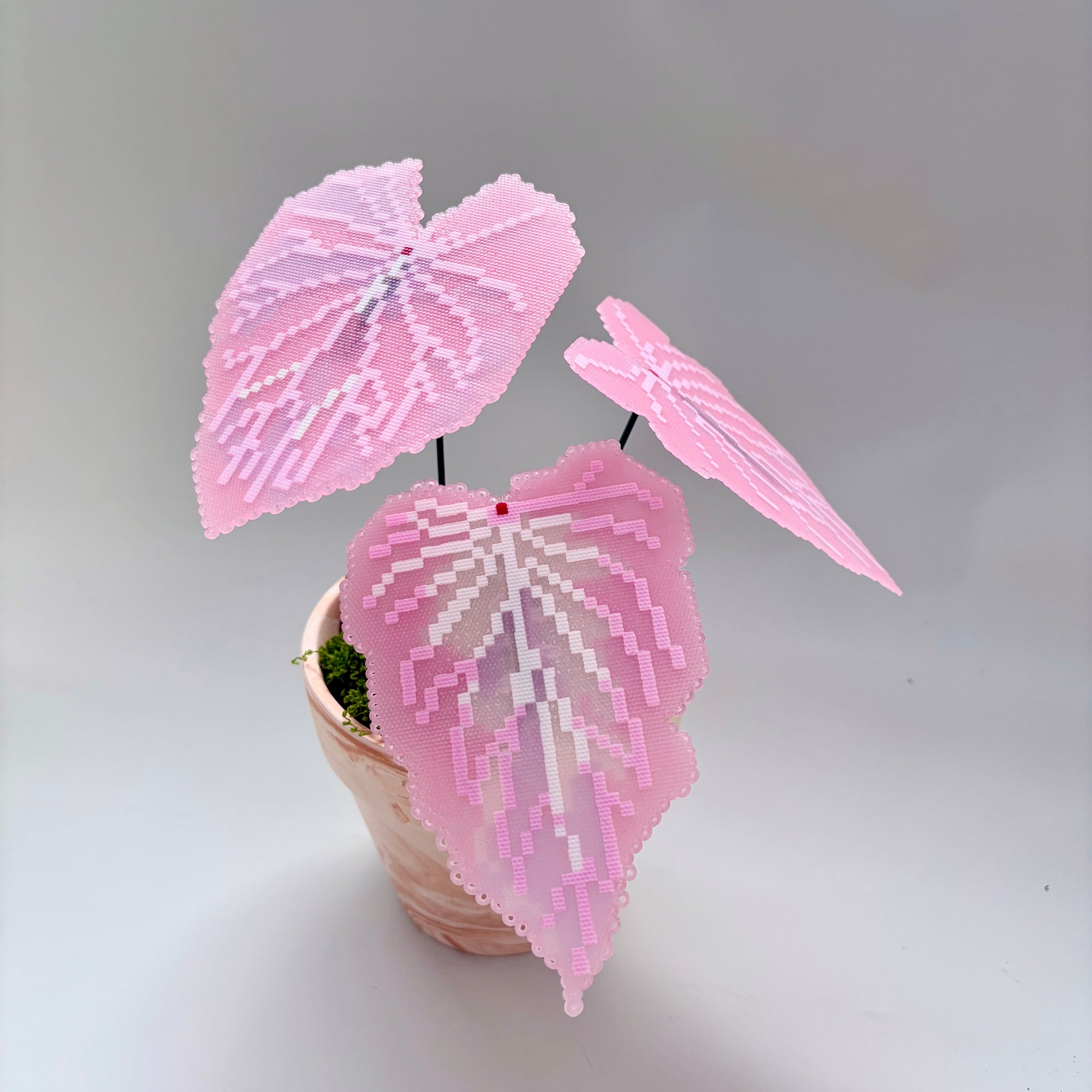 Creait Pink Symphony Caladium Pixel Plant Material Pack