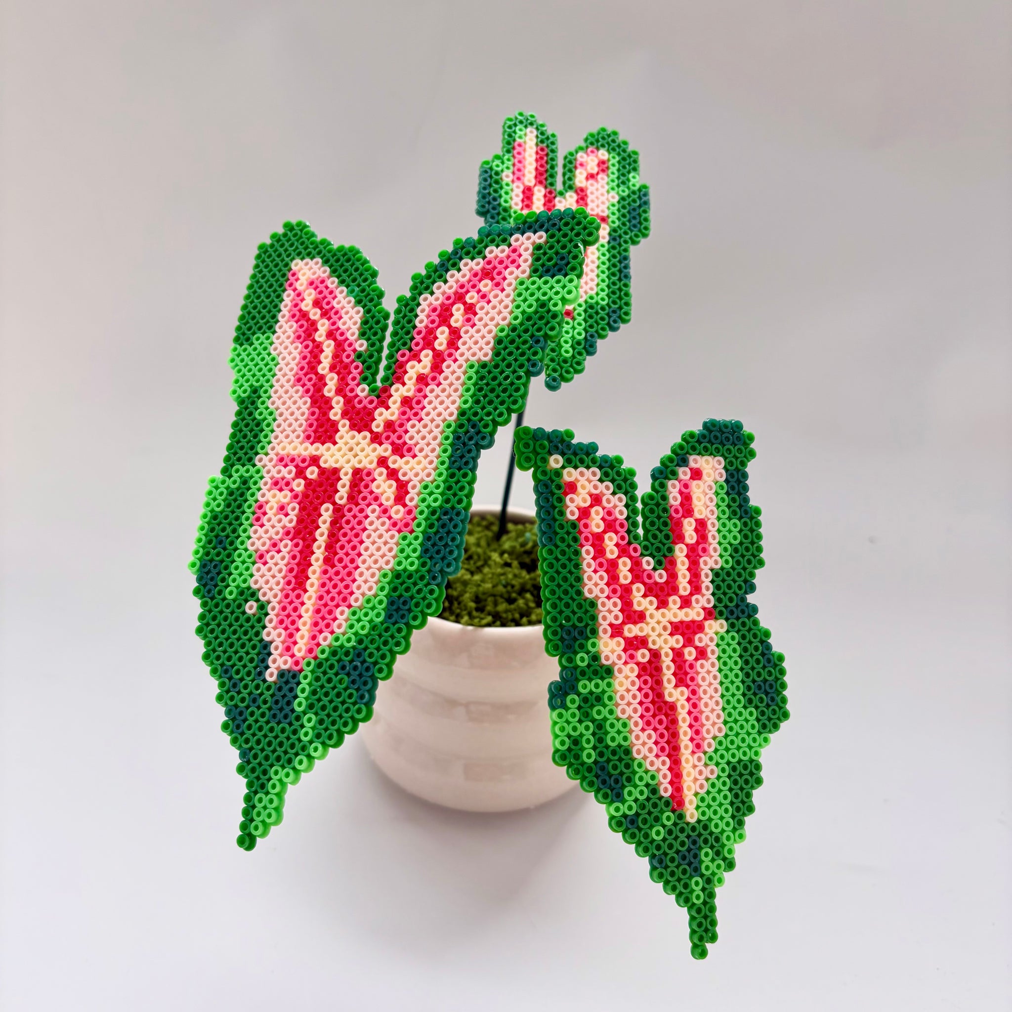 Creait Wild  Fire Caladium Pixel Plant Material Pack