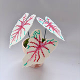 Creait 👸 White Queen Caladium Pixel Plant Material Pack