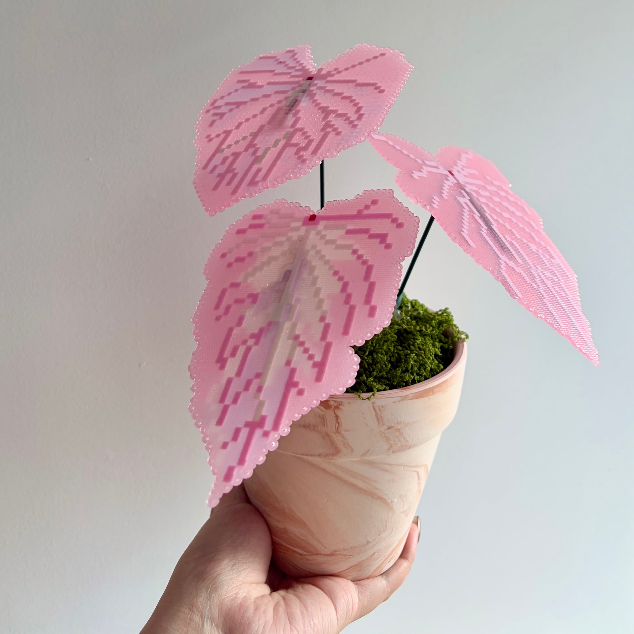 Creait Pink Symphony Caladium Pixel Plant Material Pack