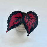 Creait 🧛 Dracula Begonia Pixel Plant Material Pack